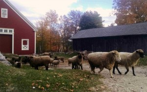 sheep and barn