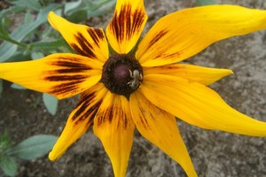 A bee in the pollinator garden