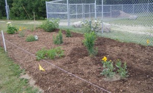 July 10, 2016 NG pollinator garden