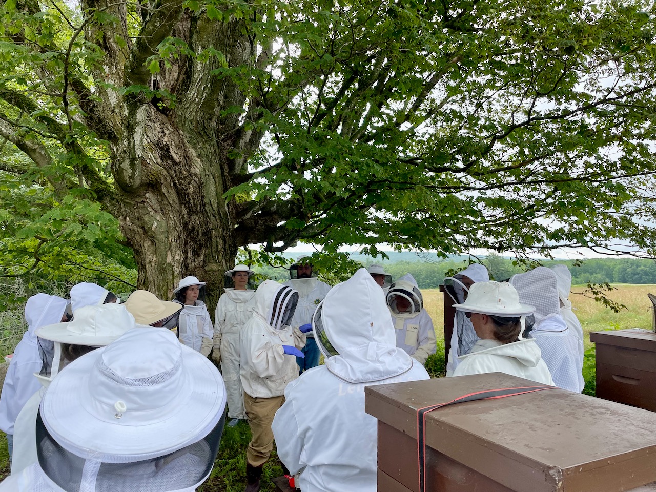 Beekeeping in New Gloucester Open Hive Day at Shaker Village NGXchange